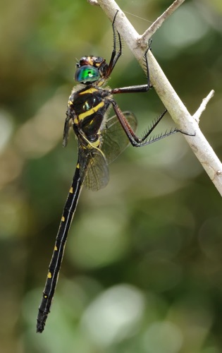 Female
2009_08_15_FL